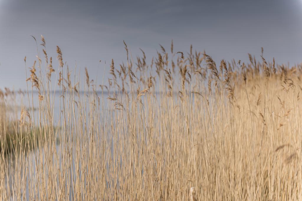 Kamphof Usedom Ferienanlage Loddin Exterior foto